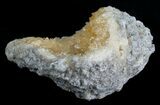 Beautiful Crystal Filled Fossil Whelk - Ruck's Pit #5530-3